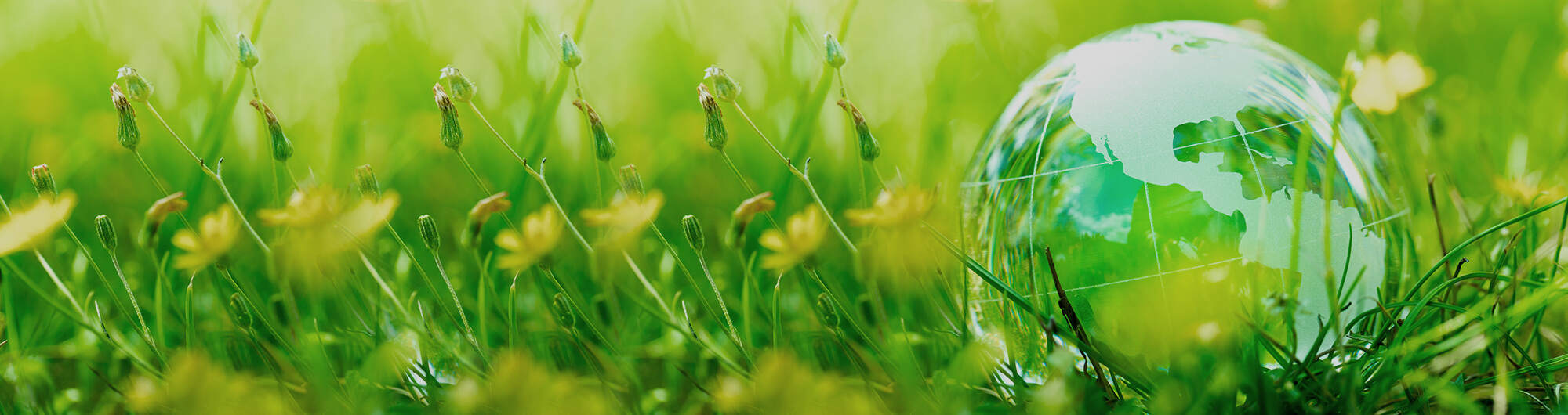 Image of globe in grass